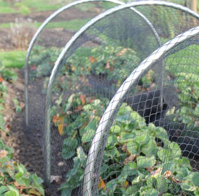 Bird netting over garden hoops with strawberries