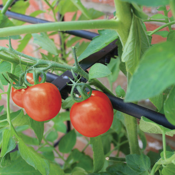 Tomato Crop-Booster Poly Frame and Cover