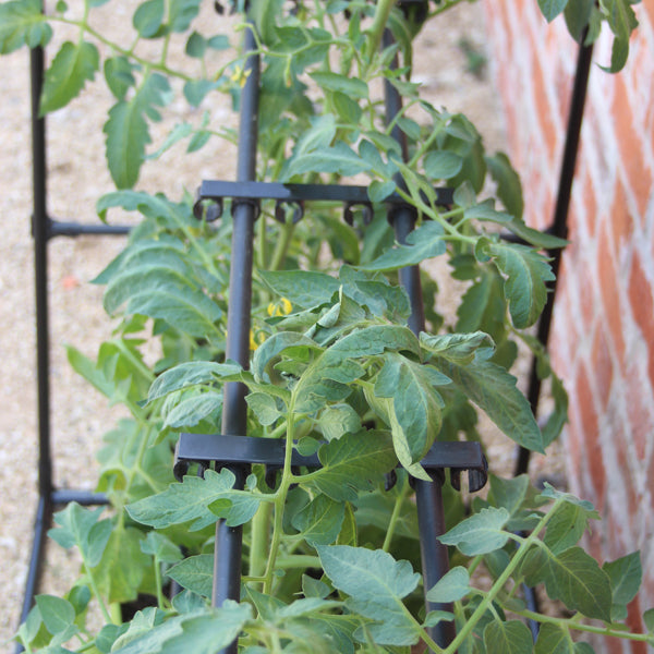 Tomato Crop-Booster Poly Frame and Cover