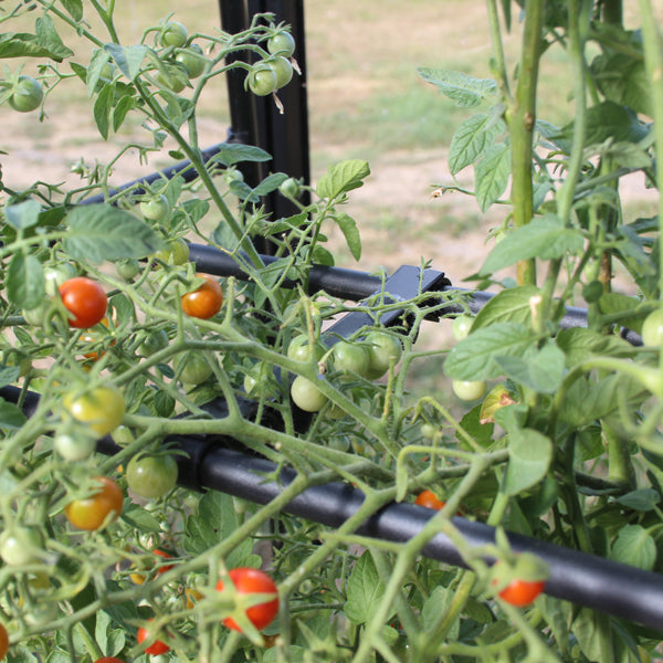 Tomato Crop-Booster Poly Frame and Cover