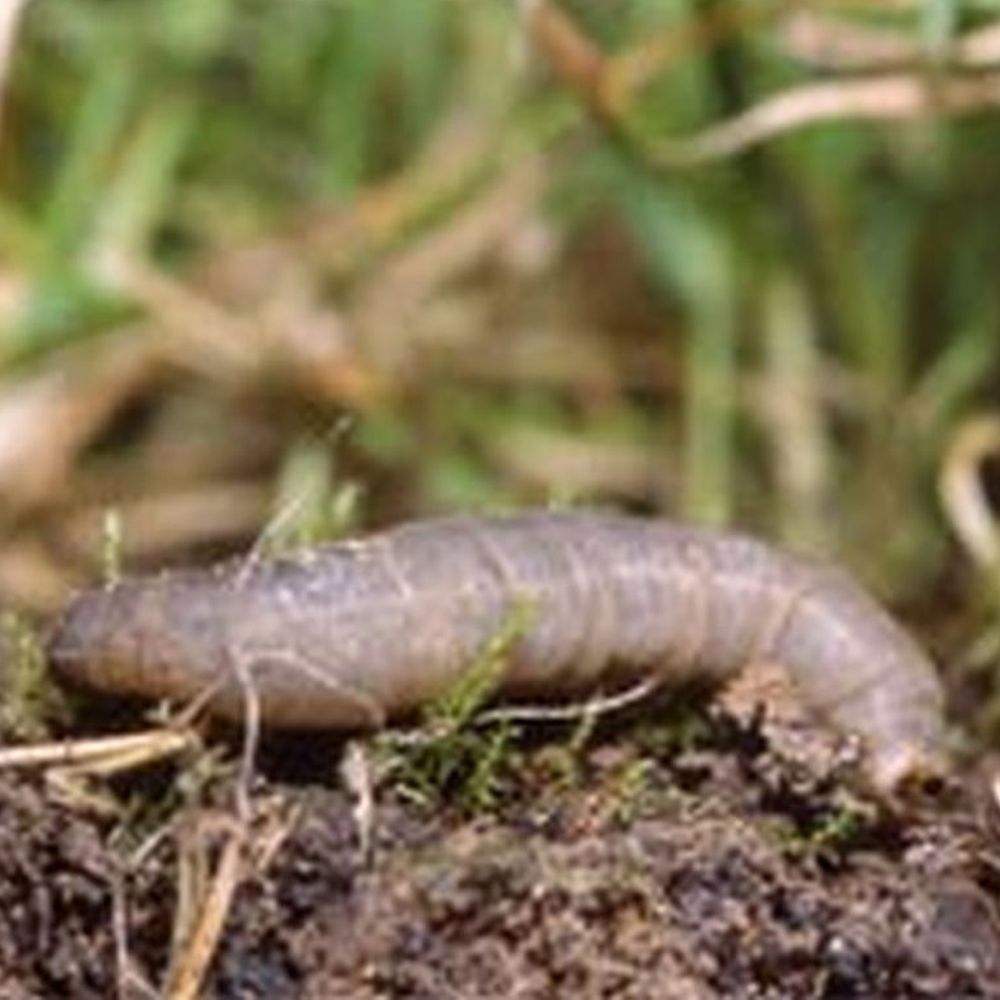 Leatherjacket Nematodes - Covers 100m² for Lawn Pest Control