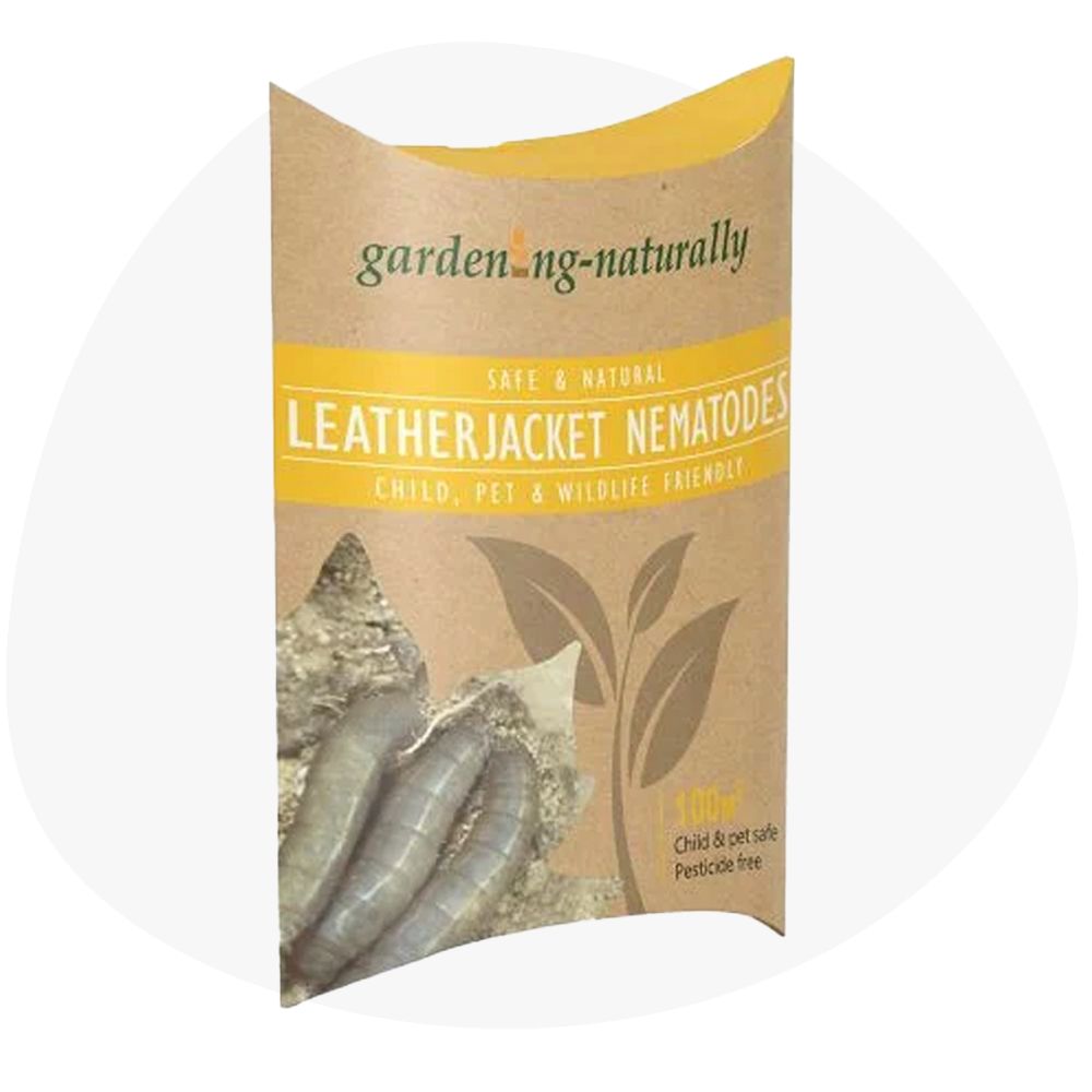 Crane Fly Larvae Leather Jacket Killer For Lawns Leatherjacket