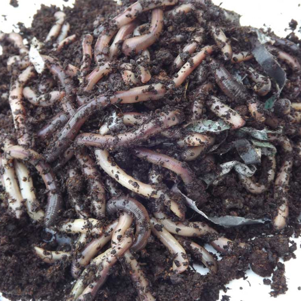 Worms, lobworms in soil on a white background