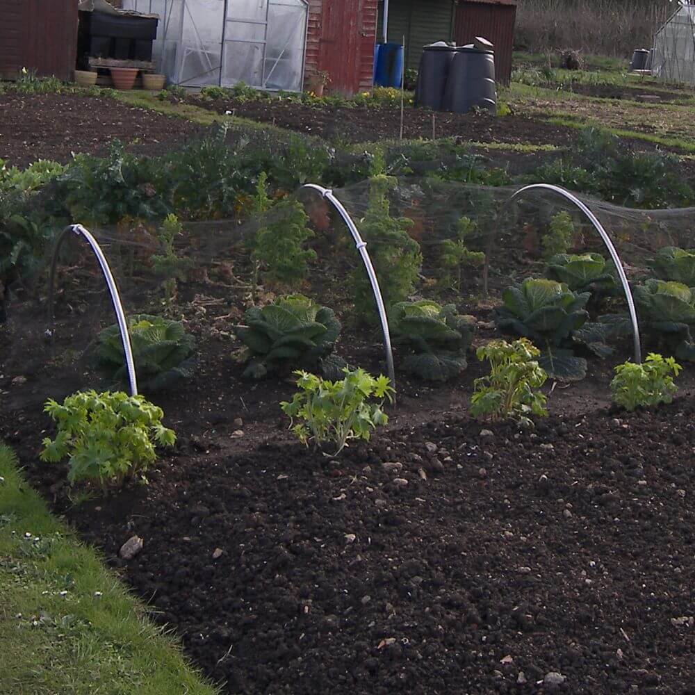Vegetable garden with young plants and trellises in a backyard setting.