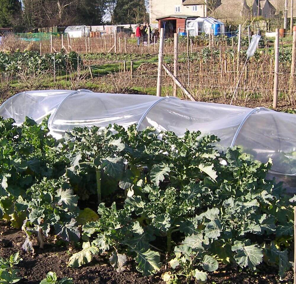 Polythene tunnel over a vegetable garden with kale plants under a protective covering, with a residential area in the background.