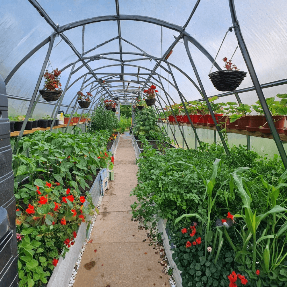 Greenhouse with rows of plants and hanging baskets under a clear sky.