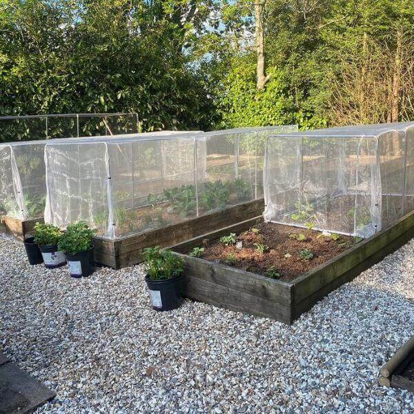 Vegetable garden with raised beds and plants, enclosed by vegetable cage with insect netting.