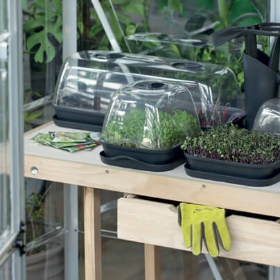 Seedling trays with clear lids on a wooden table inside a greenhouse.