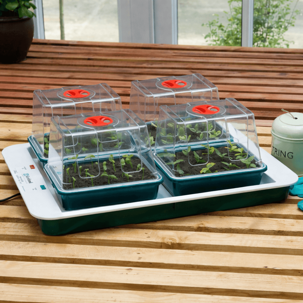 electric propagator with transparent covers on a wooden surface