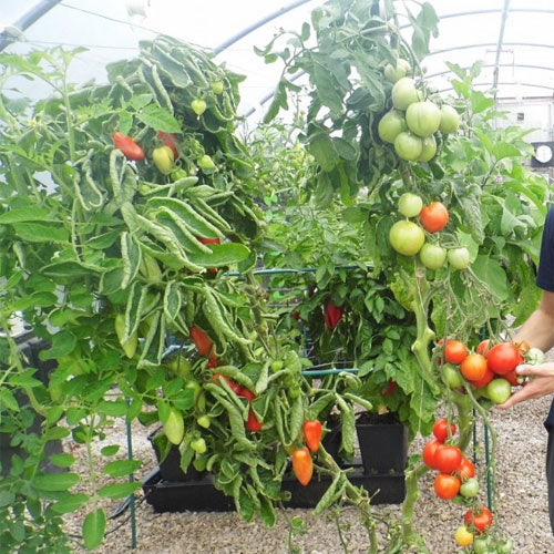 Quadgrow planter self watering with tomatoes