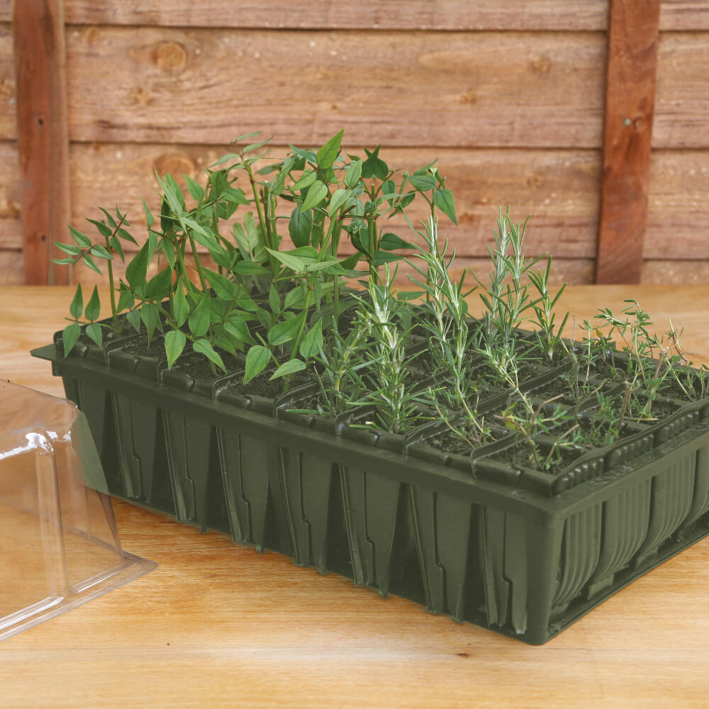 dark Green rootrainer tray with plants in