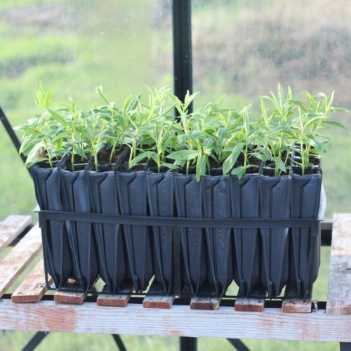 Root Trainer Plant Pot