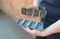 Open root trainers showing roots