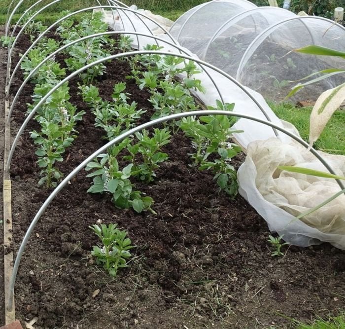 Vegetable garden with plants growing under a protective covering