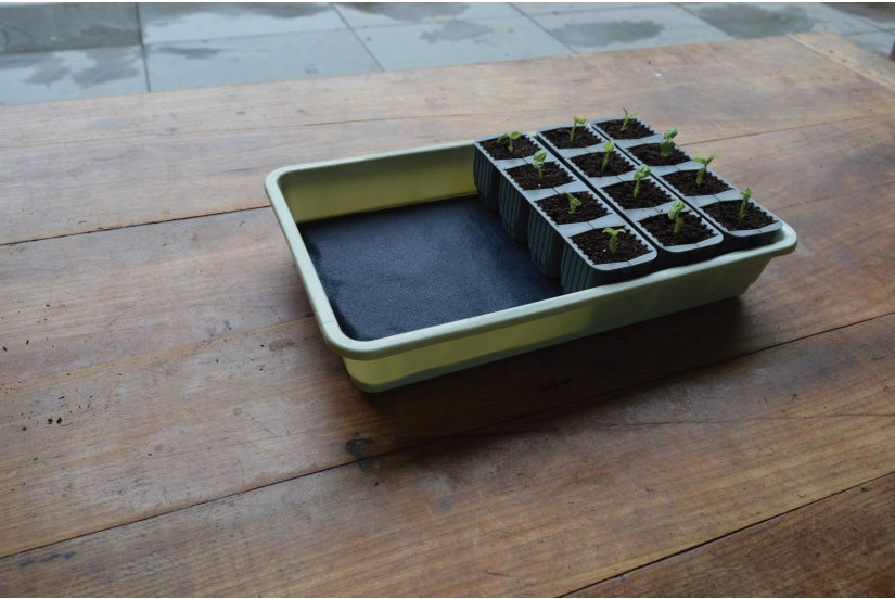 Self watering plant pots in tray