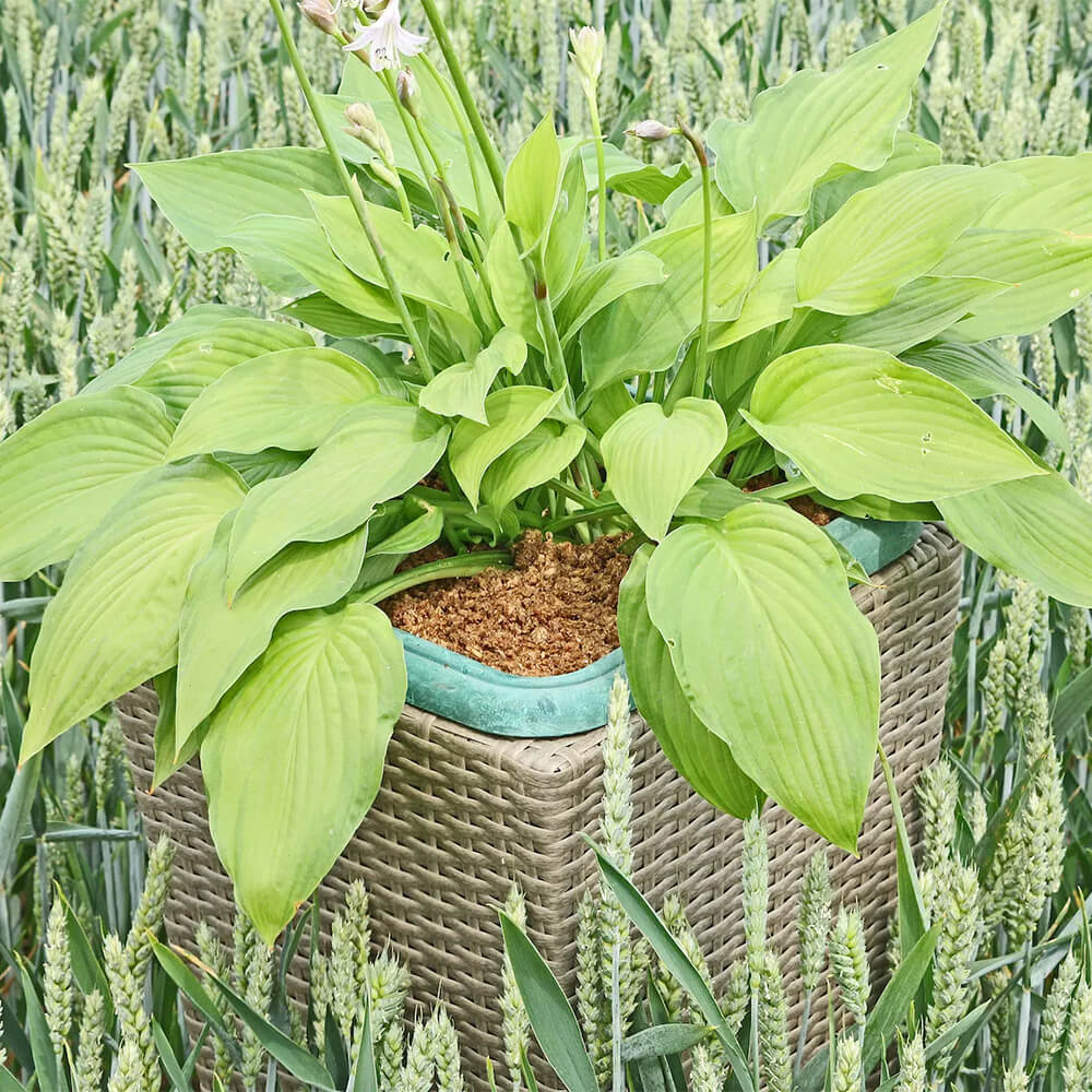 Slugless Organic Slug & Snail Deterrent – 20L Natural Barrier