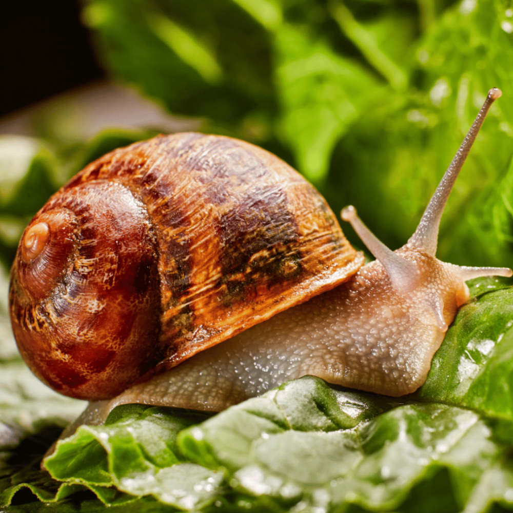 Snail on a leaf with a blurred green background
