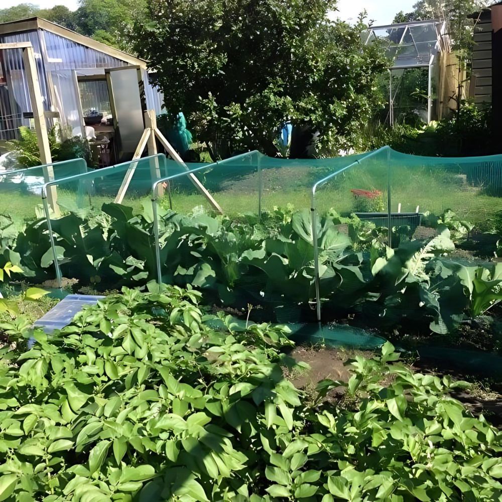 Vegetable garden with rows of plants