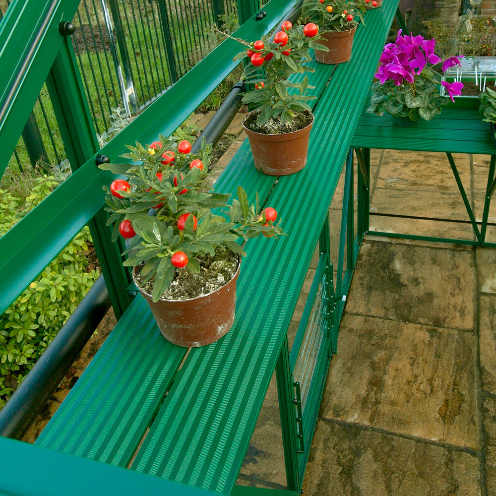 tomato plants on greenhouse shelves