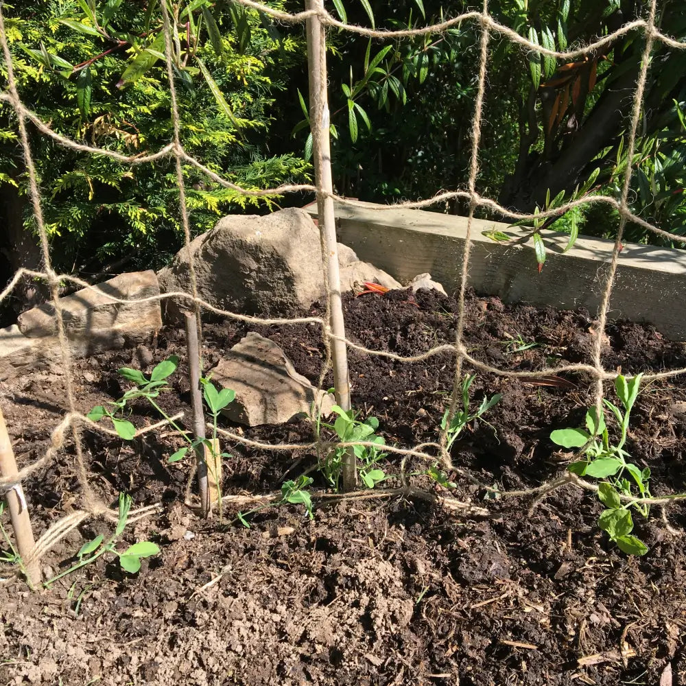 pea and bean fram with plants growing up