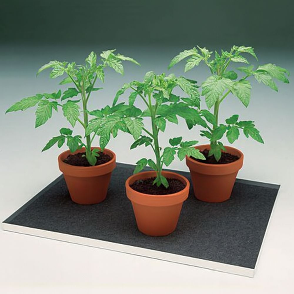 3 potted tomato plants on a black water mat