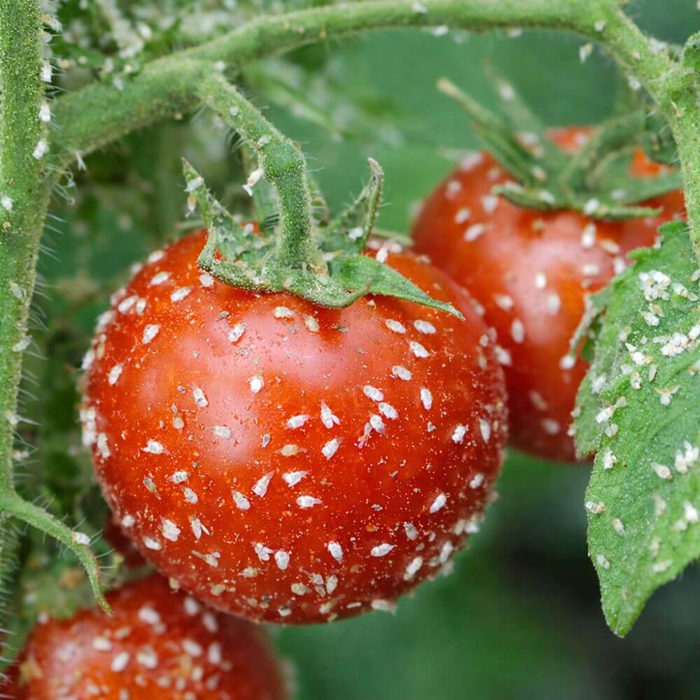 Red tomatoes with whitefly on a green plant