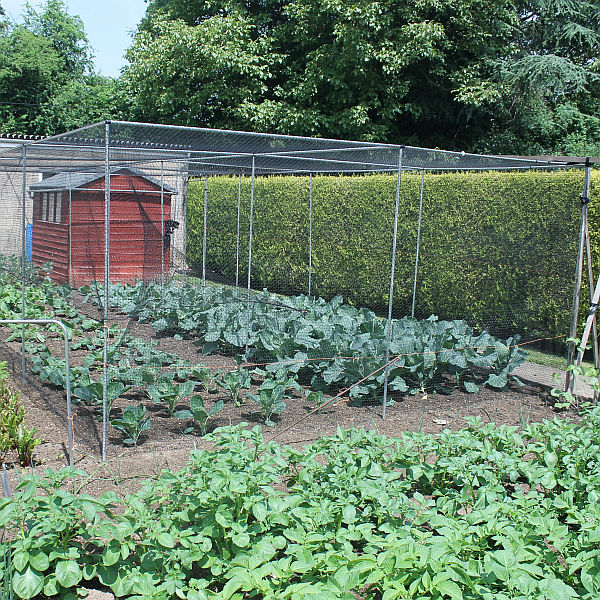 walk in vegetable cage with vegetables