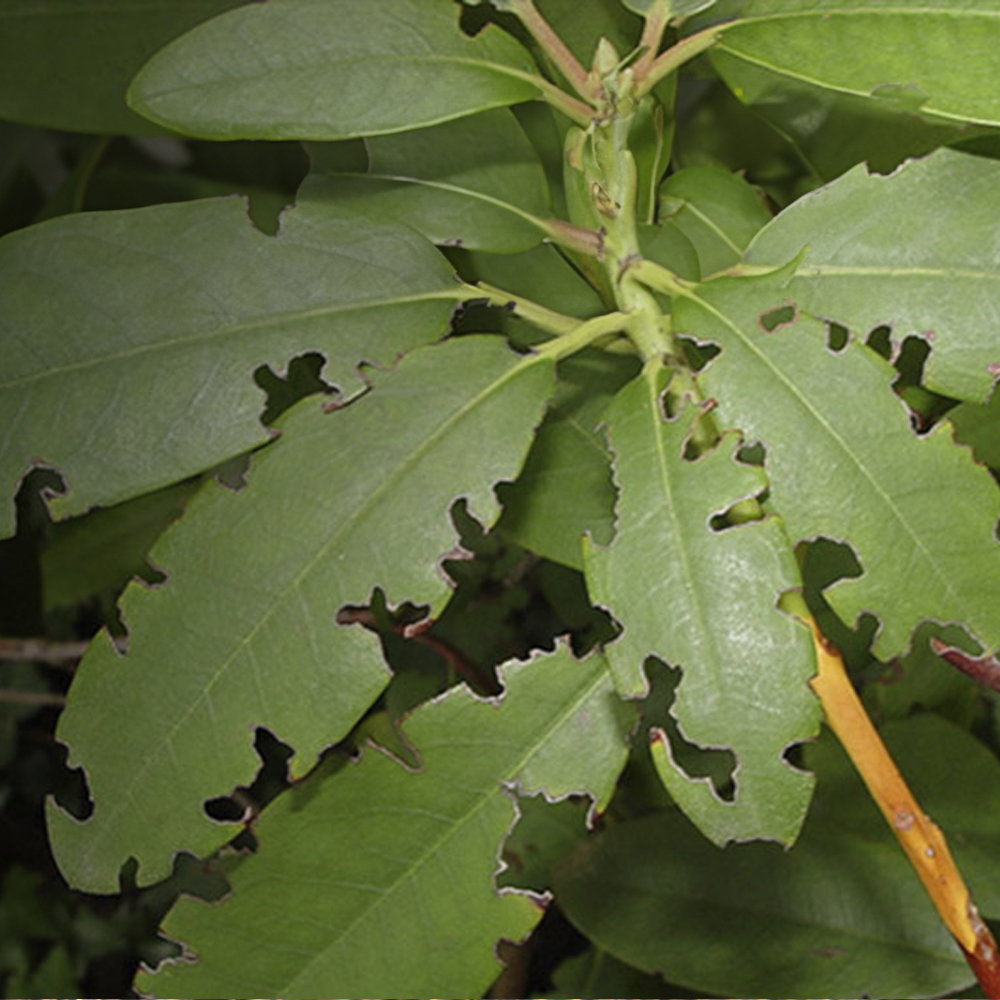 Vine Weevil Nematodes