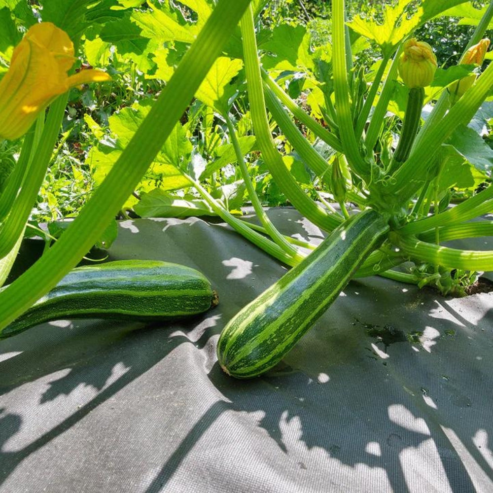 A garden scene showing a squash plant growing on top of a gray weed barrier fabric.