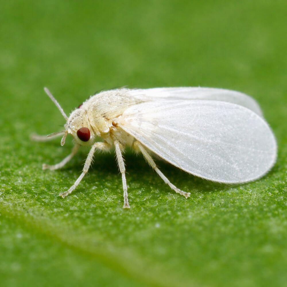 Whitefly on a green leaf