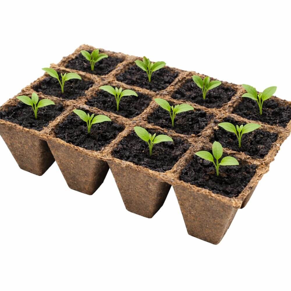 Seedlings in a grid of brown biodegradable pots on a white background