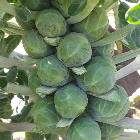 Brussels sprouts gardening advice