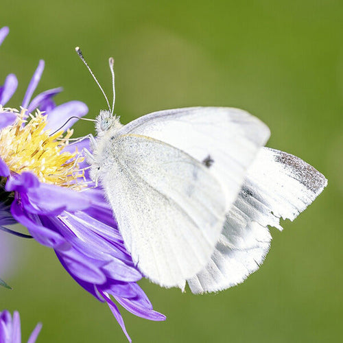 Cabbage white butterflies