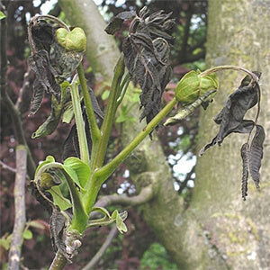 Greenhouse frost damage prevention