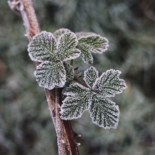 Frost protection for plants