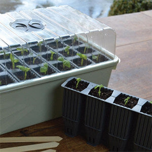 What To Grow In Your Greenhouse In September