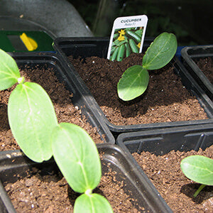 Grow Your Own Salad - What To Sow In March In The UK