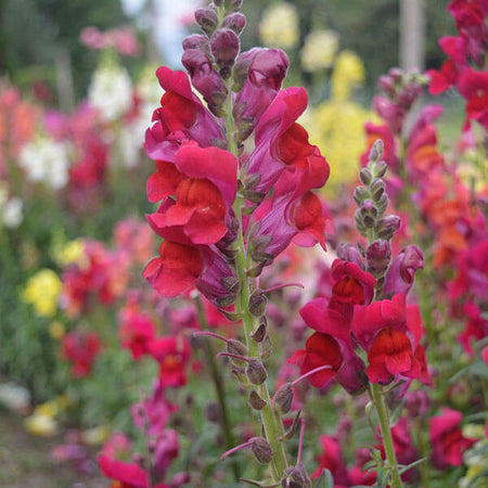 Antirrhinums growing from seeds