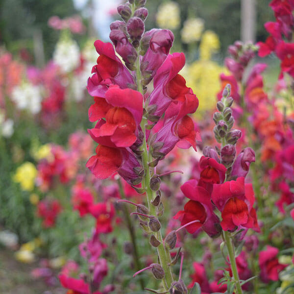 Antirrhinums growing from seeds