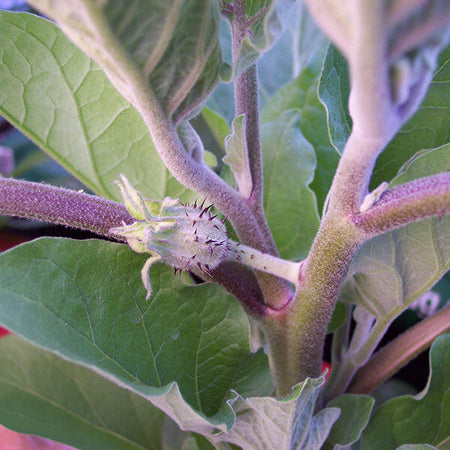 Growing Aubergines . . . from selecting seeds through to harvesting