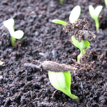 Seedlings