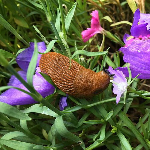 Garden slug
