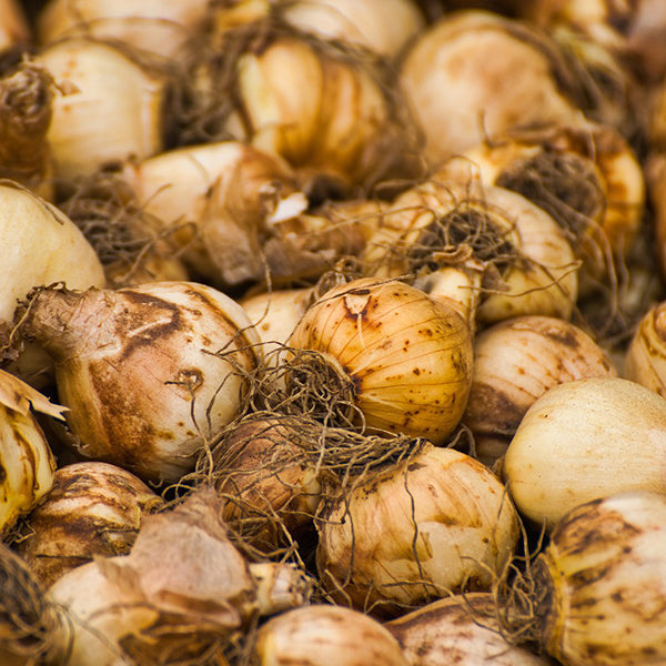 Summer bulb planting advice