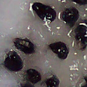 Dragon Fruit . . . an exotic fruit from your local supermarket