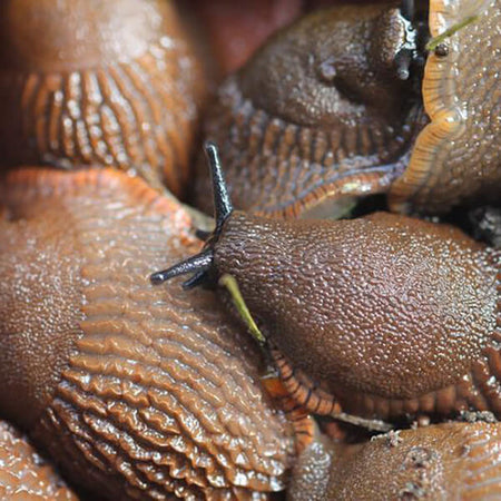 Slug garden pest