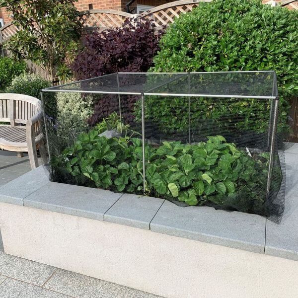 Garden cage over strawberries on raised bed
