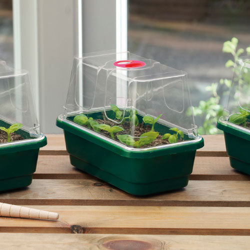 Green propagator tray with lid with young plants growing inside on a wooden table