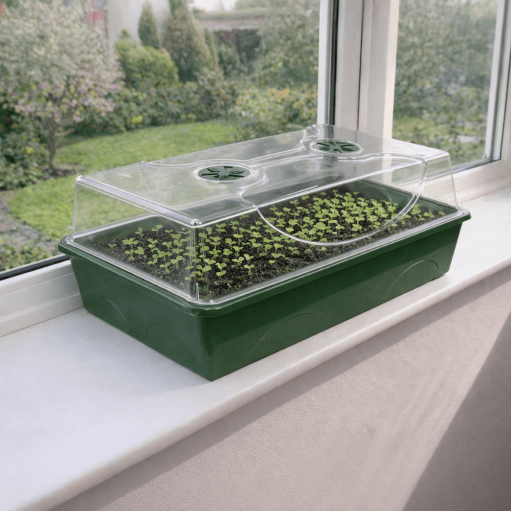 Large Propagator with seedlings in on a window
