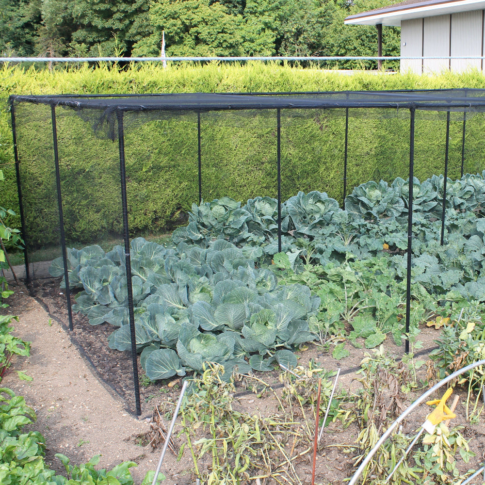 garden cage with cabbages