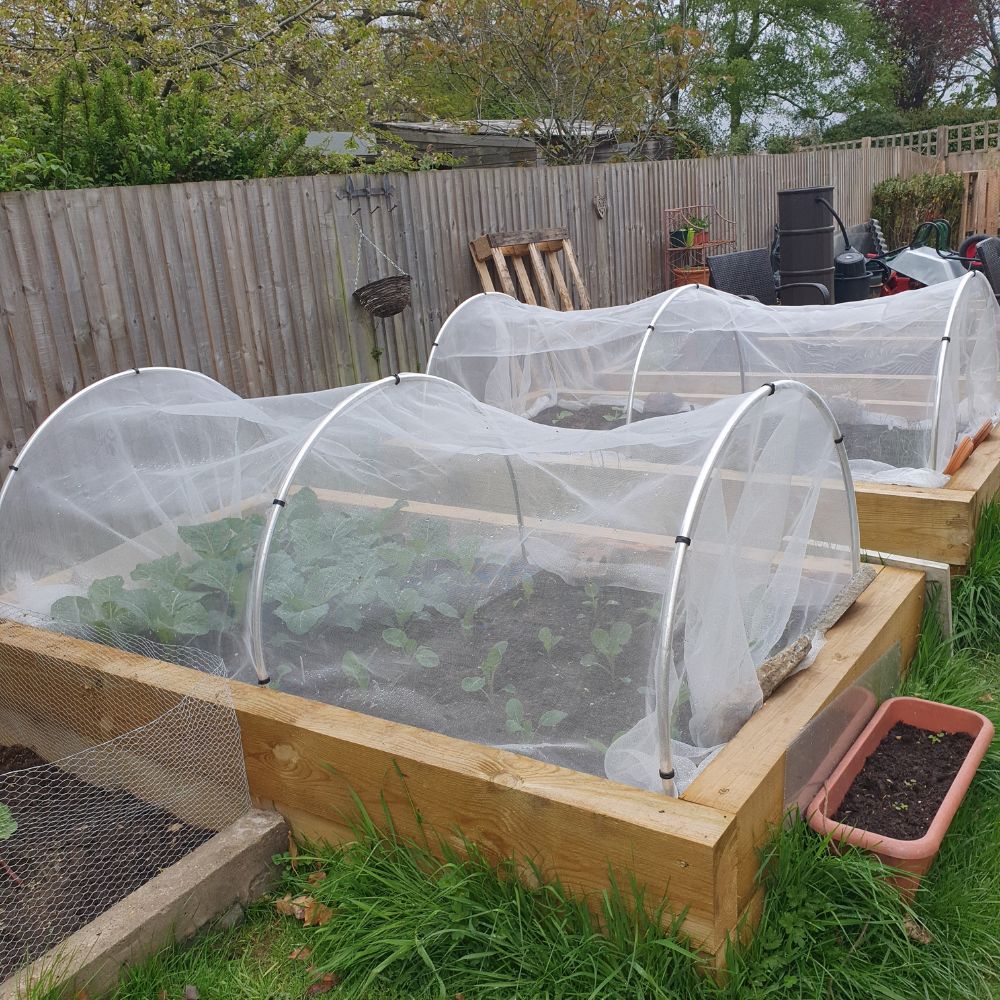 Vegetable garden with raised beds covered with netting in a backyard setting.